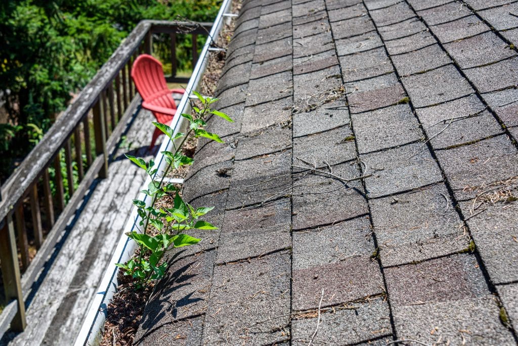 view from rooftop of asphalt roof shingles and gutter filled wit