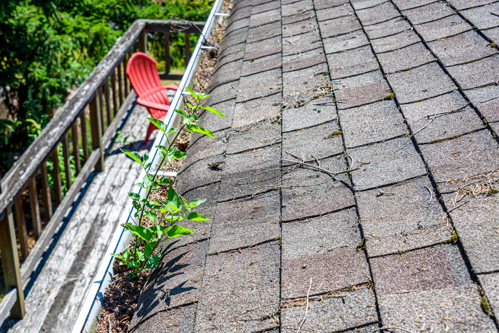 Plants growing through roof shingles